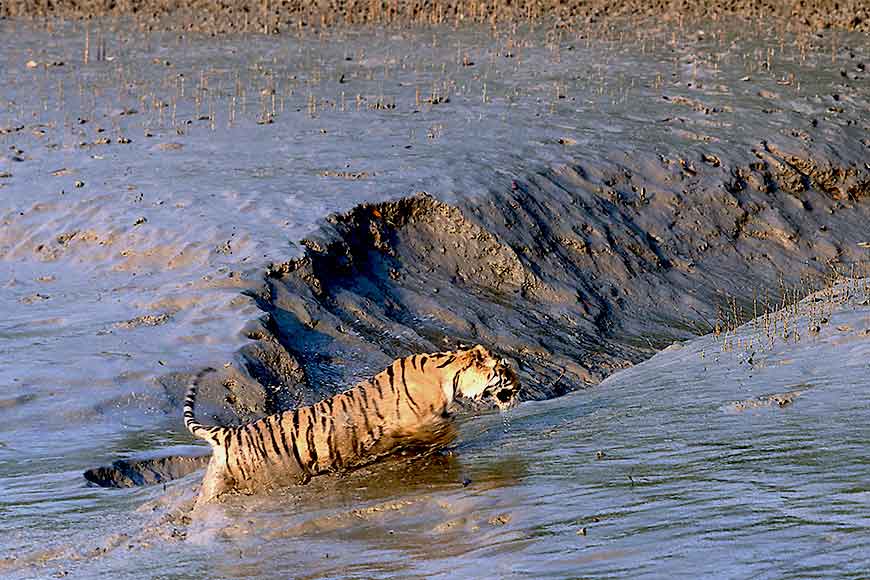 The Royal Bengal Tiger population is at risk in Sundarbans