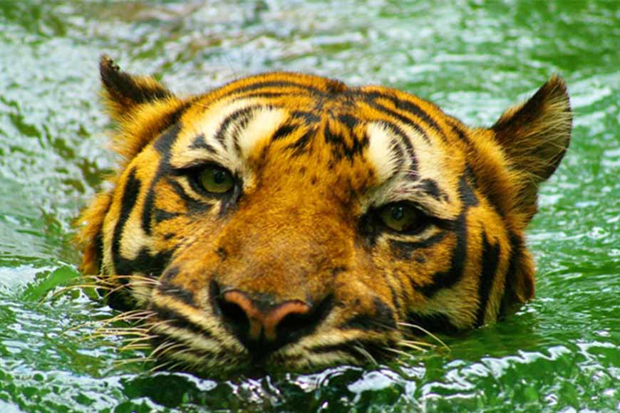 Eazyprep - Daily Current Affairs #Environment Royal Bengal Tigers in  Sundarbans leaps to 96 Number of Royal Bengal Tigers in the Sundarbans has  increased to 96 according to the census conducted for