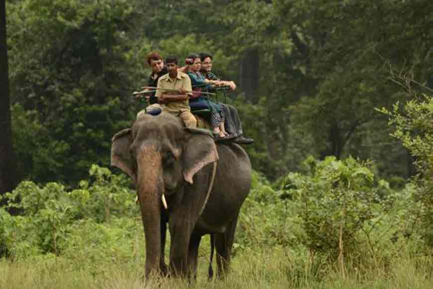 gorumara elephant safari booking