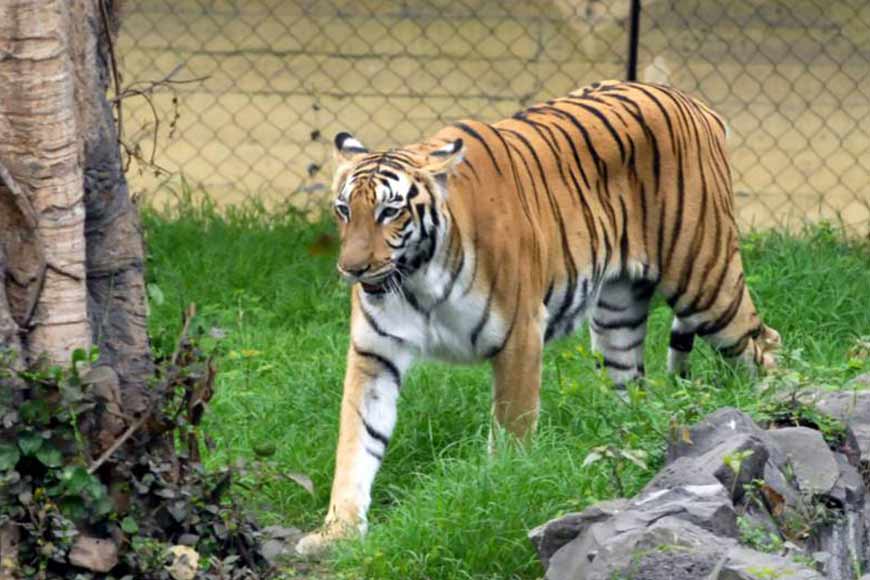 How Alipore Zoo was born, and how it could have been born earlier!