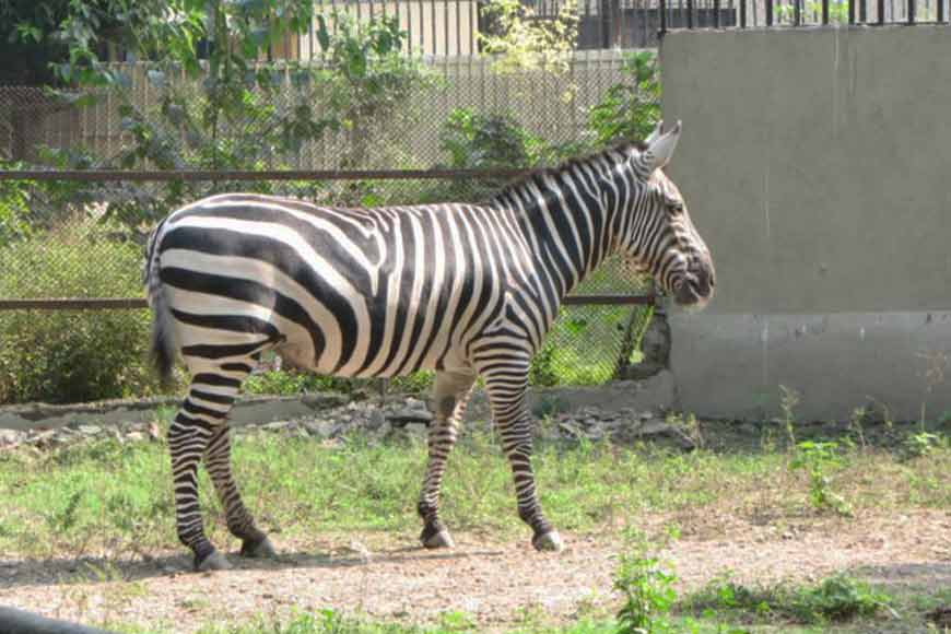 How Alipore Zoo was born, and how it could have been born earlier!