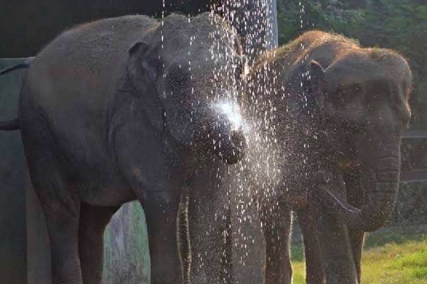 State Forest Department recruits Gaja-Mitras to end Human Pachyderm