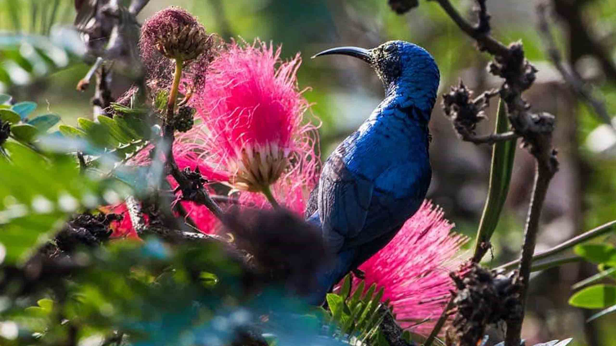 BALCONY BIRD WATCHING! Imagine clicking rare birds from your balcony!