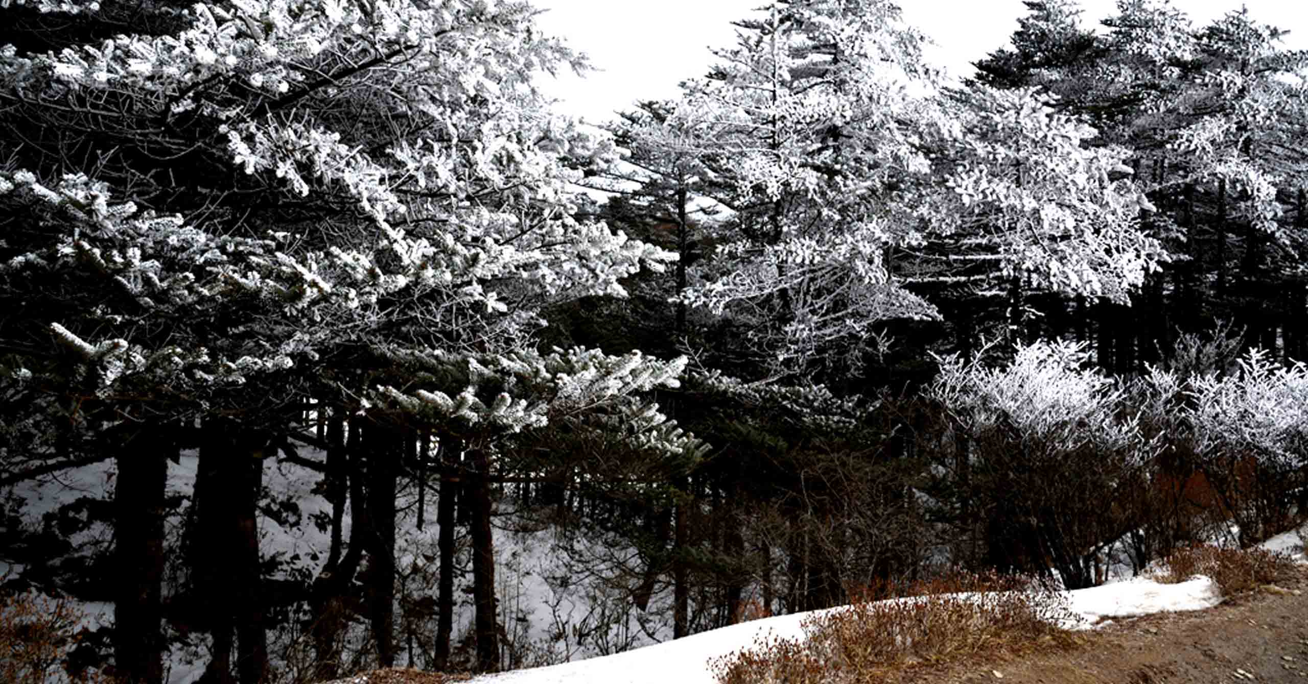 A magical trail to winter wonderland