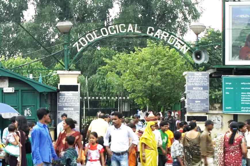 Alipore Zoo invents new technique to lure animals for Corona tests