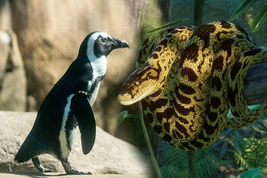Alipore Zoo gears up to house green anacondas and penguins: Will they survive?