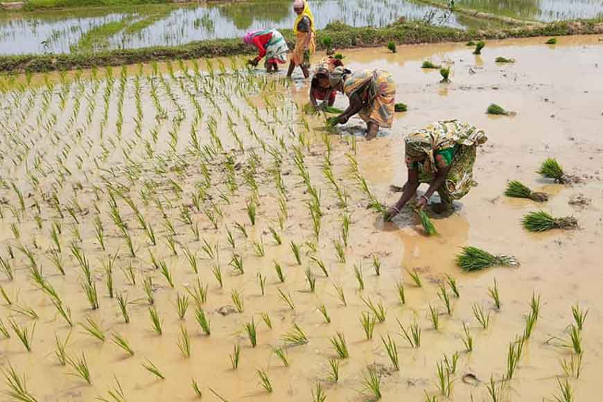 Organic Paddy Seeds of Bengal across India