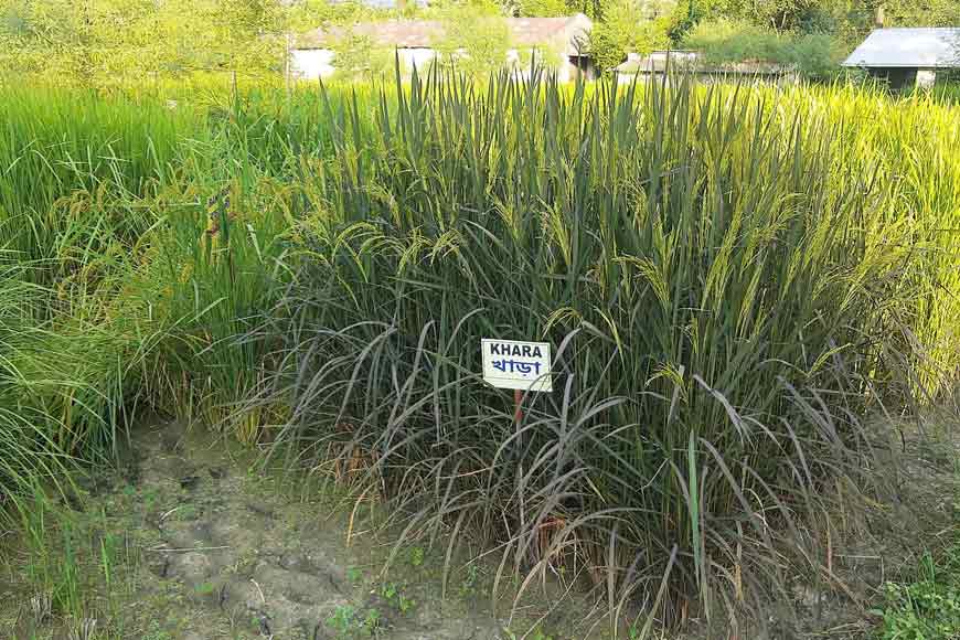 Bengal's Folk Rice: Conserving a Neglected Treasure