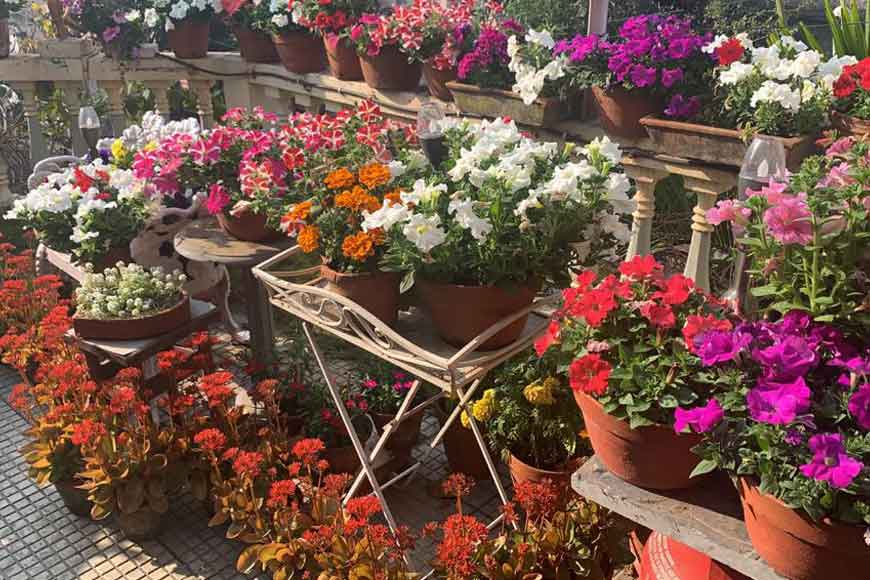 Grow your own urban garden, feel happier for it