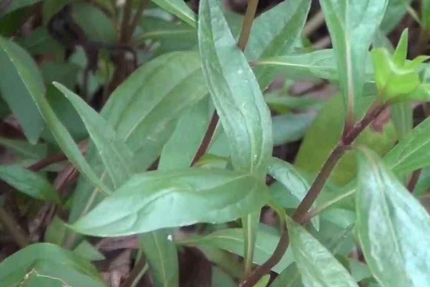 Medicinal Ayapana Herb Cultivation by Malda farmers brings loads of revenue