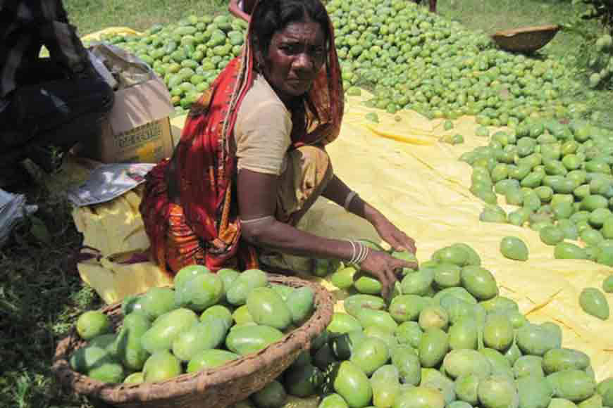 ‘Made in Bengal’— how Shabar women turned self-reliant by cultivating Amrapali on barren land