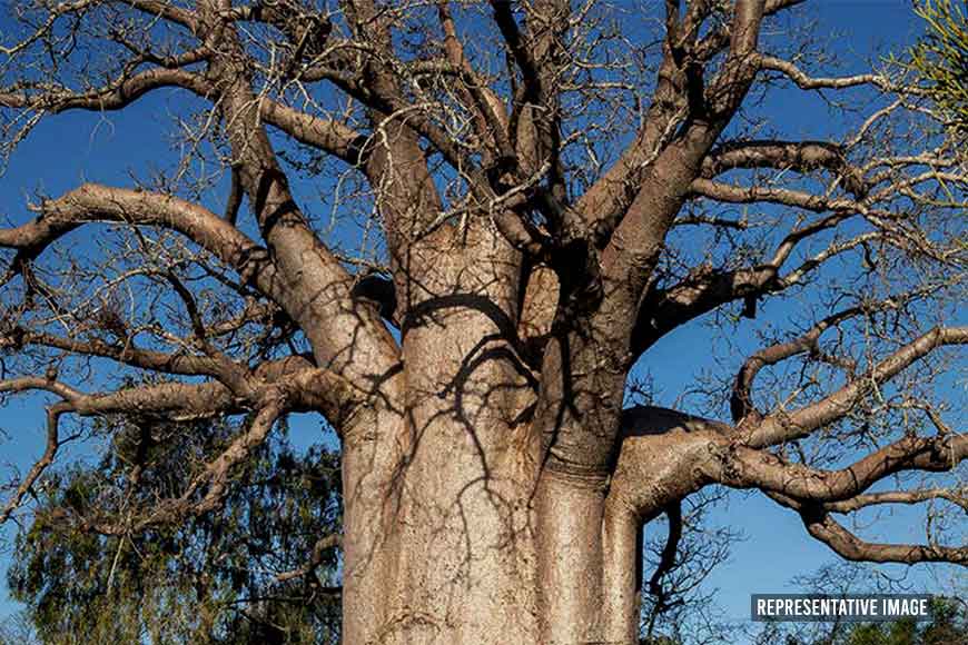 Giant century-old Baobab tree replanted successfully at Botanical Gardens