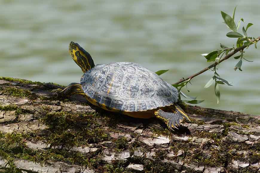 West Bengal Forest Department’s conservation drive of rare Batagur Baska Turtle