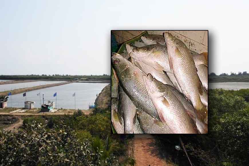 First ever commercial Bhetki hatchery of India coming up at Henry’s Island