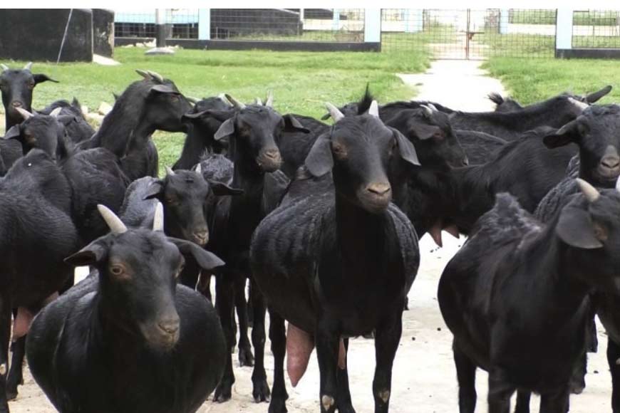 State to satiate gourmets with Bengal Black goat meat before this pujas - GetBengal story