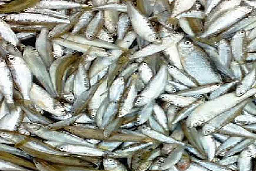 Boroli: proudly called the ‘Hilsa’ of North Bengal - GetBengal story
