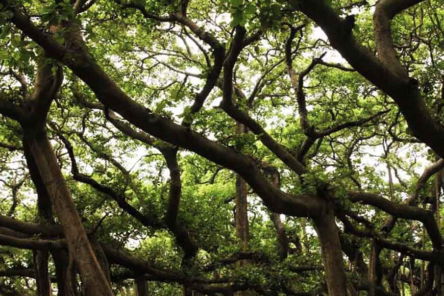 Saving Botanical Garden’s Great Banyan Tree from thunderstorms