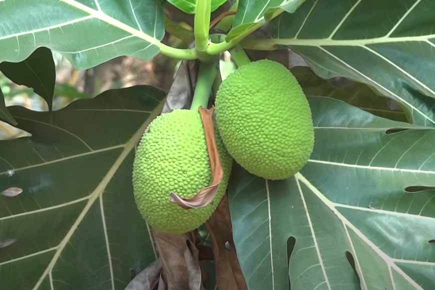 North Dinajpur farmer cultivates energy-rich ‘Breadfruit Tree’ – New dimension to cultivation - GetBengal story
