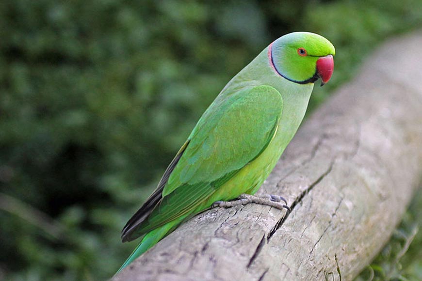 The Rose-Ringed (Ringneck) Parakeet - A Great Pet and Unlikely NYC Resident  - Part 2