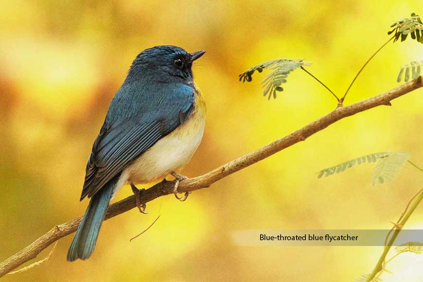 Homecoming for Kolkata’s birds during Corona Lockdown