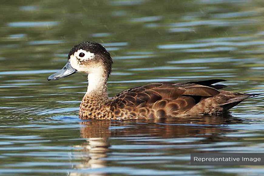 ‘Dive & Duck’ – not Cricket, but Duck Catching Competition, a heritage sport of Bengal