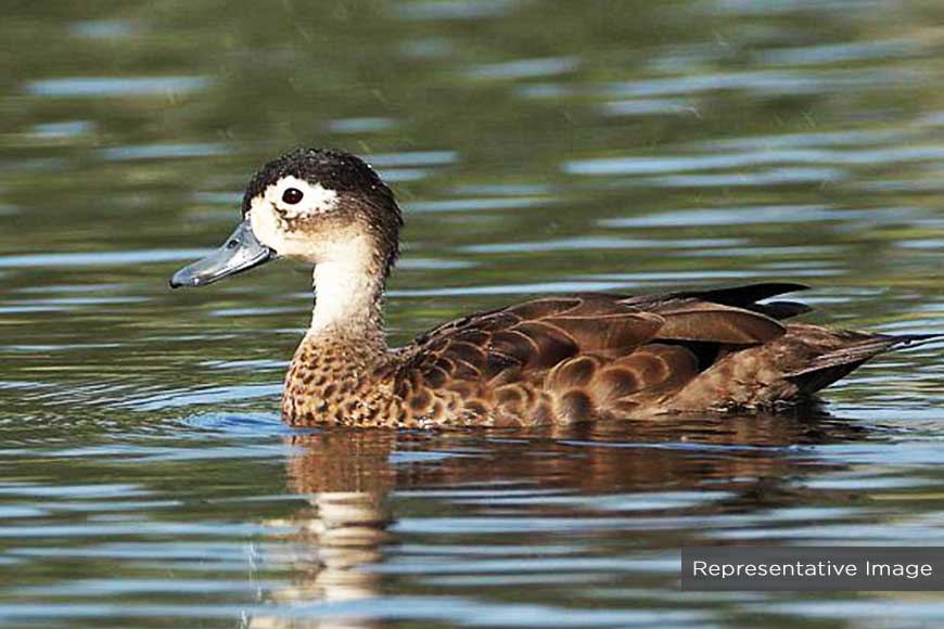  ‘Dive & Duck’ – not Cricket, but Duck Catching Competition, a heritage sport of Bengal