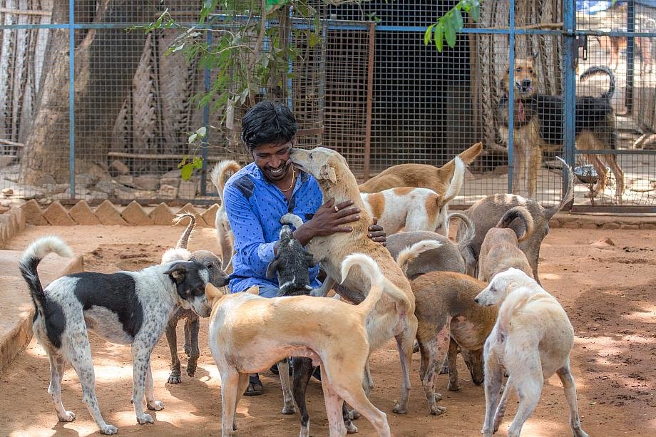 Animal rights redefined in colonial Bengal