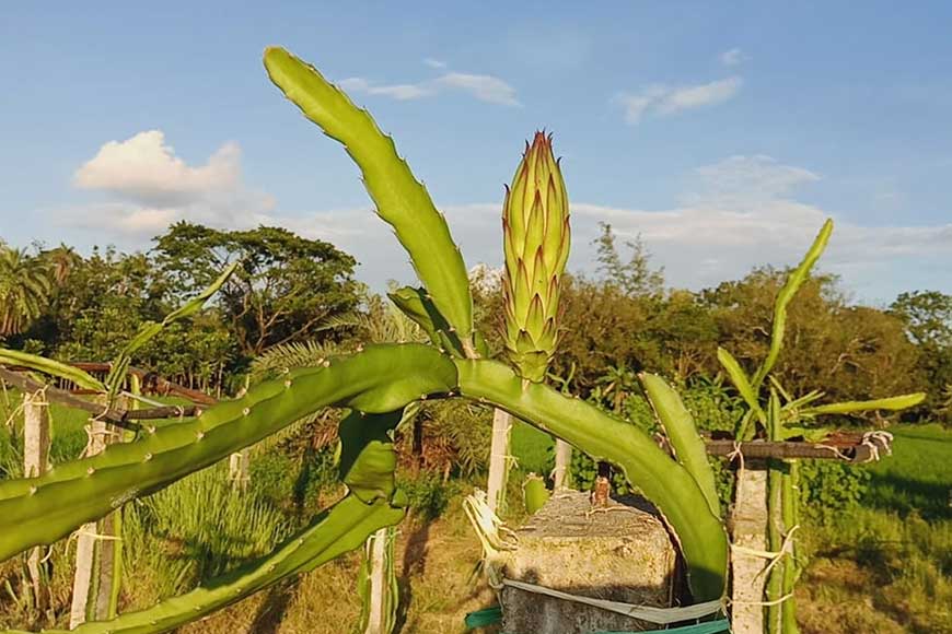 A fruit from Mexico is changing lives in Bengal