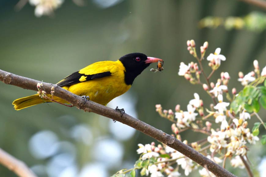 Raising a toast to wild birds of Eco Park on Earth Hour Day