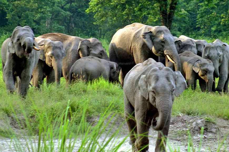 Human-Pachyderm conflict is well tackled in Bengal leading to increase in elephant herds