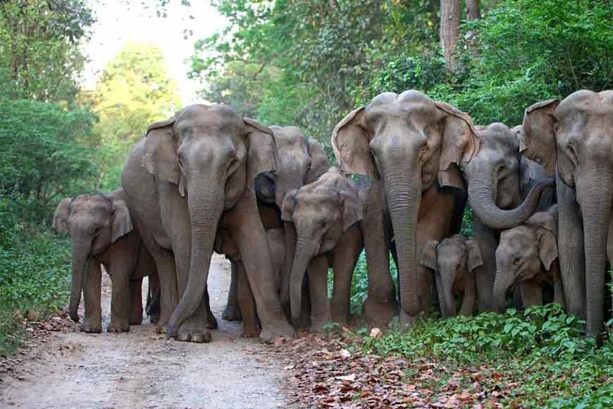 Why protecting 'elephant corridors' is a growing essentiality - GetBengal story