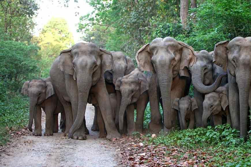 Why protecting 'elephant corridors' is a growing essentiality
