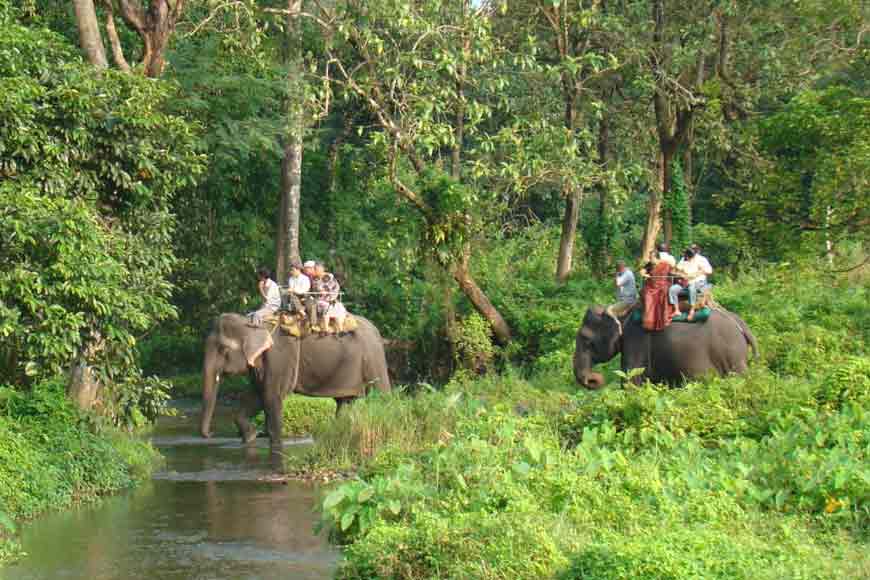 gorumara jungle safari booking