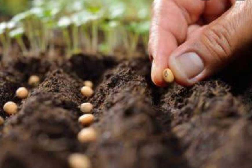 Do not throw away fruit seeds. Plant them and let the greens return to Kolkata