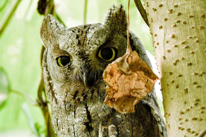 Rare eerie owl comes visiting Kolkata before Bhoot Chaturdashi!