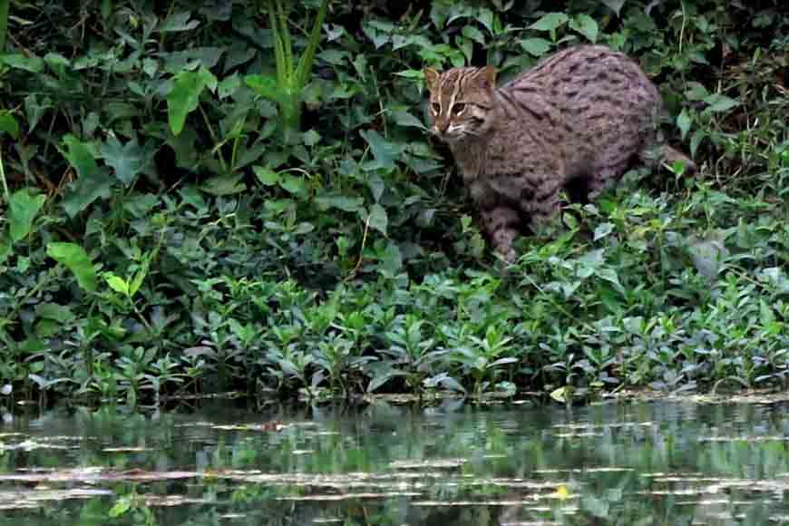 Fishing Cat- Bengal’s state animal