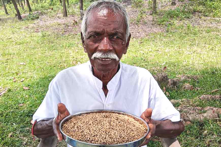 Can Bengal grow fully chemical-free paddy?