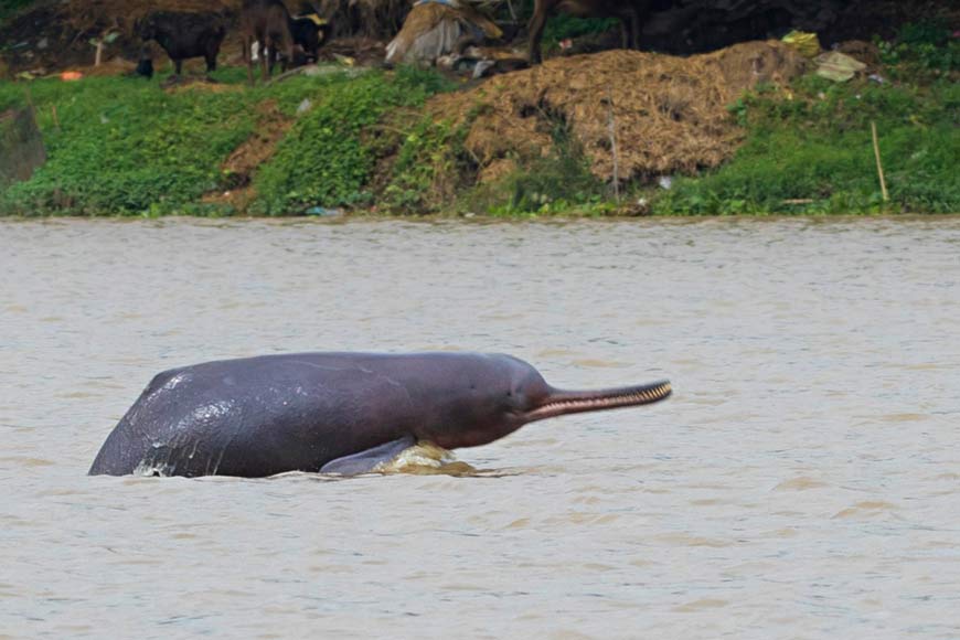 After 30 years endangered Gangetic Dolphins return to Hooghly amidst Lockdown!