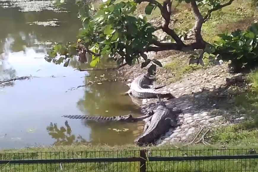 Juveline gharials moved to new habitat through first-of-its-kind Green Corridor