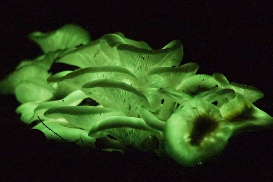 Rare ghost fungus spotted in Bengal