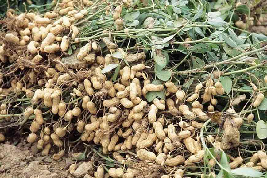 Farmers of Belda opt for groundnut farming, make big profits - GetBengal story