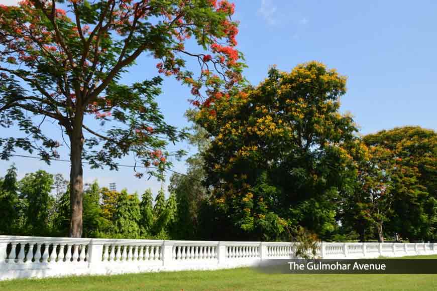 Beauty of Kolkata’s Gulmohar Avenue during Lockdown