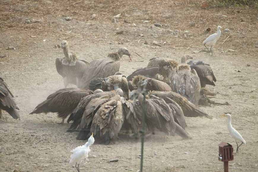 Critically endangered Gyps vultures released in the Buxa Tiger Reserve