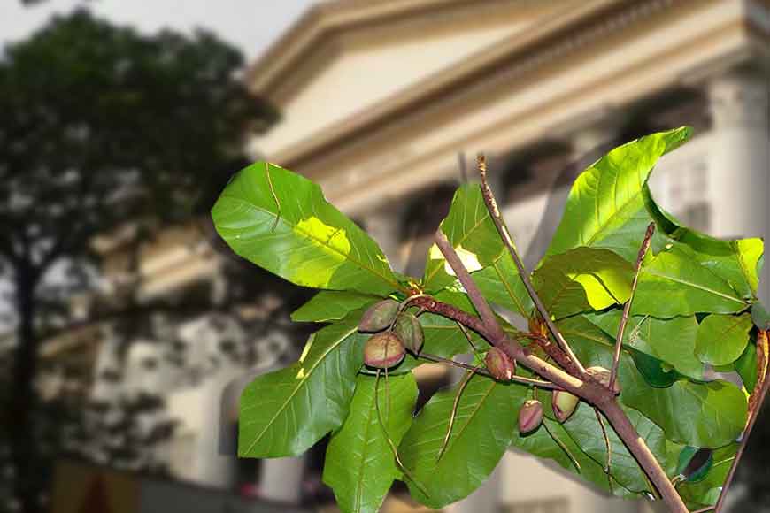 How KMC saved a 100-year-old tree at Medical College