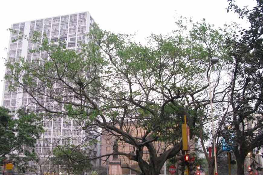 Welcome to the World of Heritage Trees of Kolkata