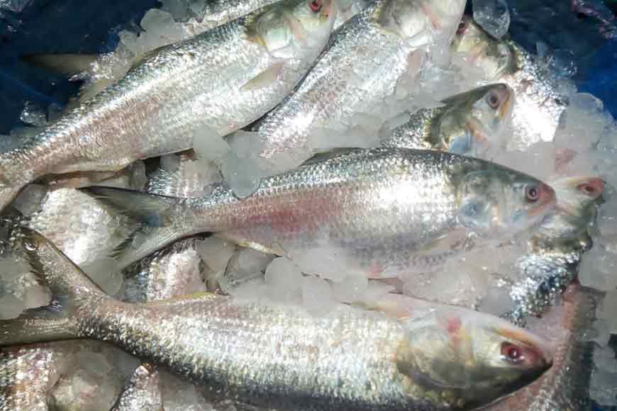 Hilsa is not just for taste, but also for health benefits!