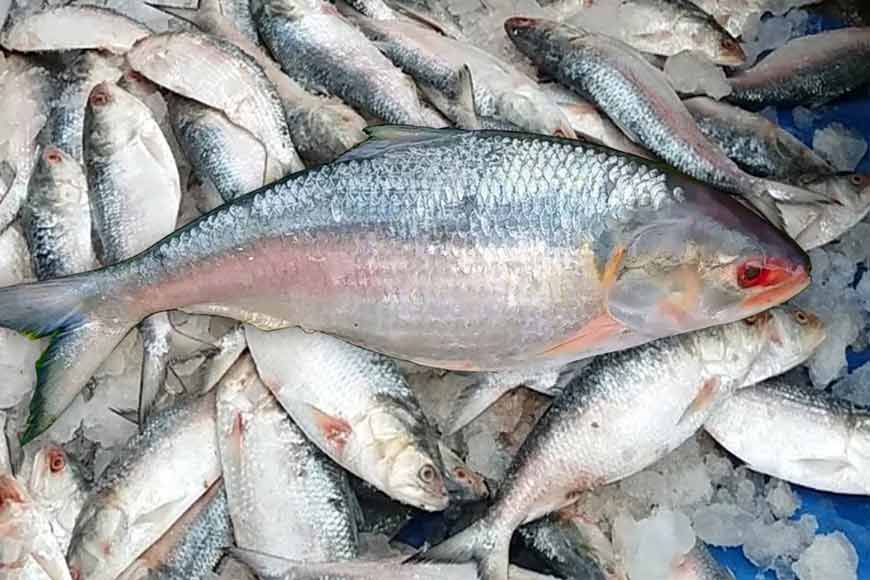 This monsoon, put Hilsa Tourism on the map!