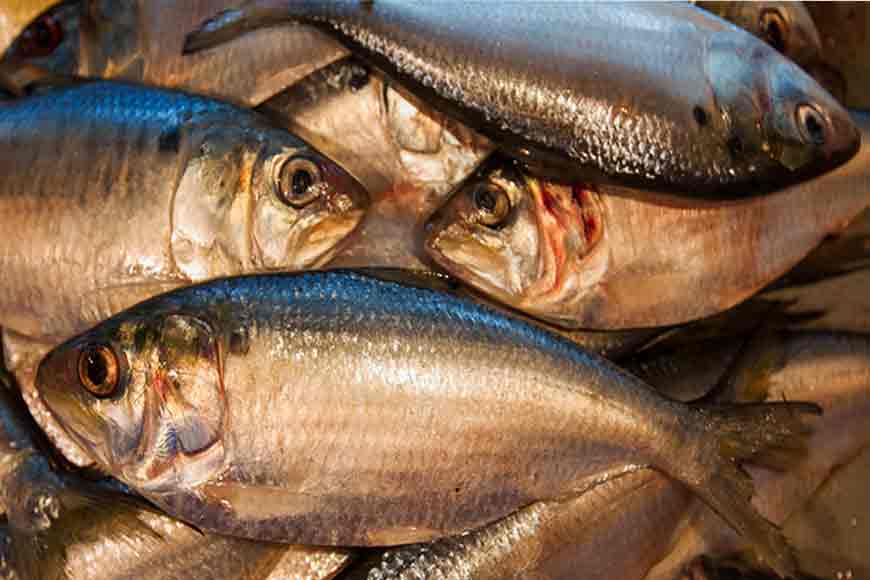 Bengal government’s unique effort to boost Hilsa production