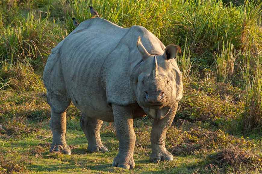 Celebrating Gorumara, Bengal’s natural wonder