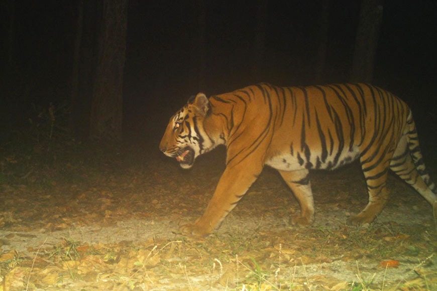 The lost tigers of Buxa could be coming home